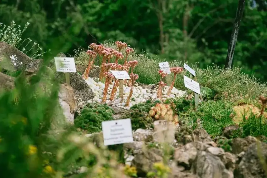 Decorative Rock