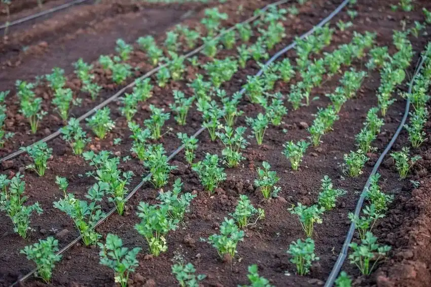 Drip Irrigation Systems