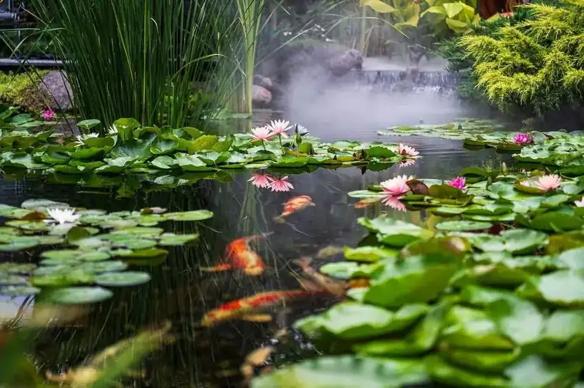 Ponds & Water Features