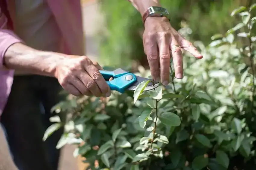 Pruning