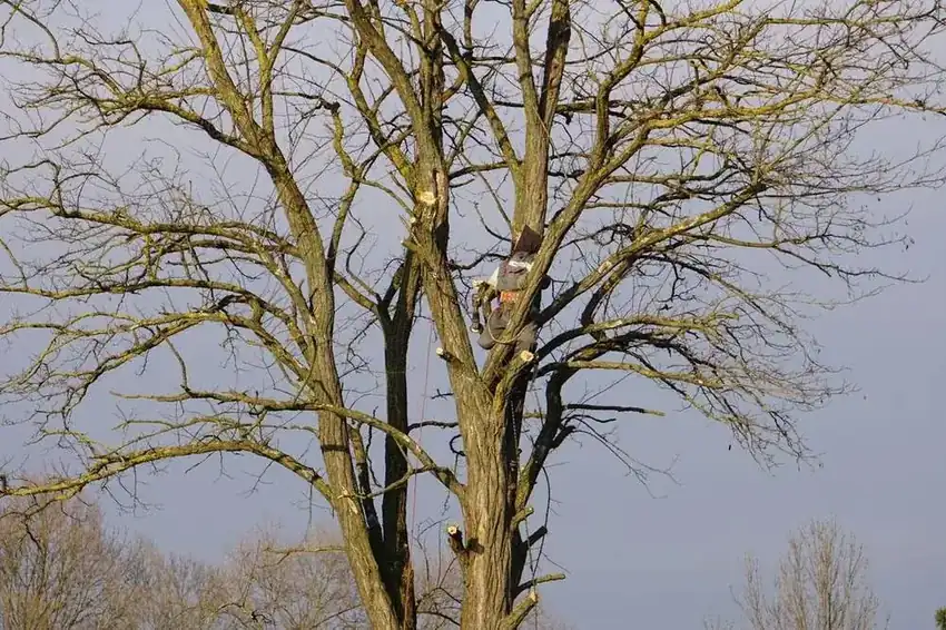 Tree Assessment & Evaluation