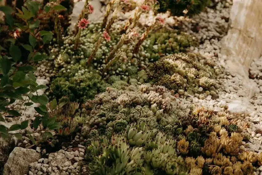 Xeriscaping